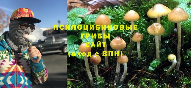 Псилоцибиновые грибы Psilocybe  Боготол 